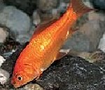 Goldfisch