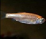 Goldorfe, Moderlieschen, Bitterling, Goldfische, Elritze und Koi