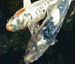 Koi