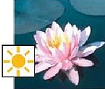 Laydecker Seerose