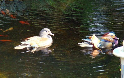 gartenteichanlage teichbesucher enten