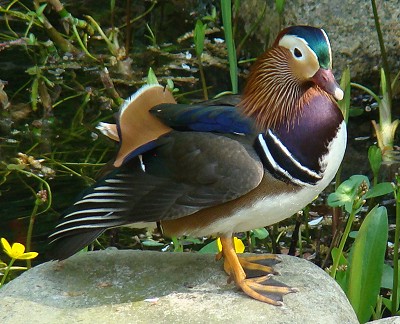 gartenteichanlage teichbesucher ente