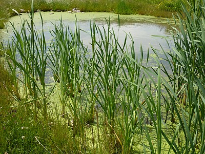 Algenplage im Weiher, Wasserlinsen, Kaulquappen, Libellen, Frösche