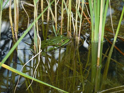 teichpumpenreinigung im gartenteich der coole fridolin
