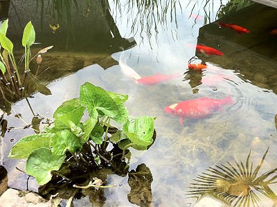 Love Story im Gartenteich Koi liebt Goldfisch Teichreport's Blog