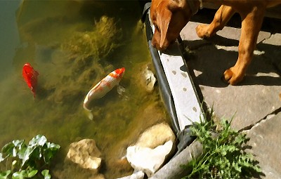 gartenteich mit hund und koi