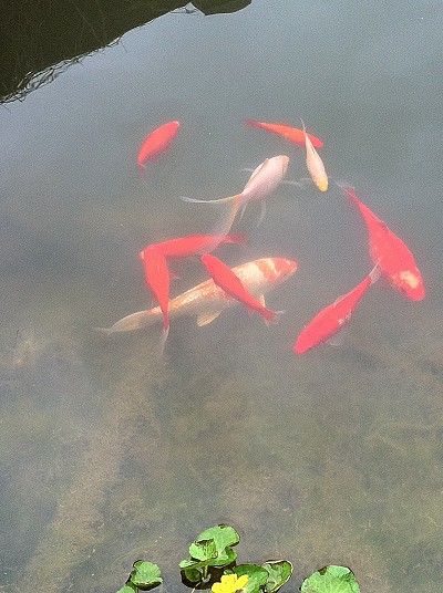 gartenteich mit goldfischen und kois