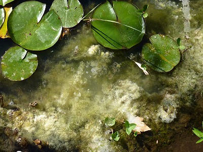 gartenteich fadenalgen wirkung von algolon